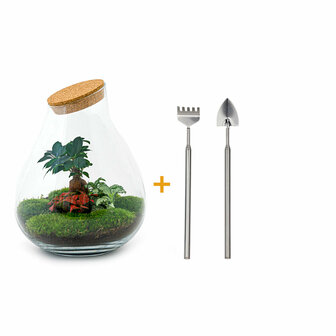 Terrarium Diy Kit - Drop Xxl Bonsai - Bottle Garden - &uarr; 43 Cm Terrarium kit