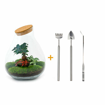 Terrarium Diy Kit - Drop Xxl Bonsai - Bottle Garden - &uarr; 43 Cm Terrarium kit