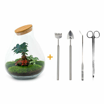 Terrarium Diy Kit - Drop Xxl Bonsai - Bottle Garden - &uarr; 43 Cm Terrarium kit