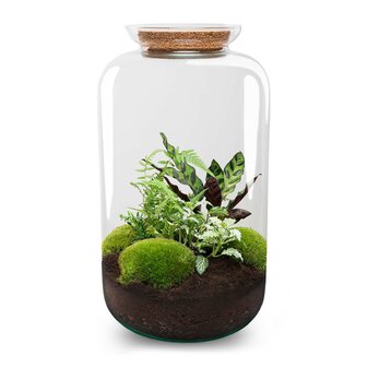 Terrarium Diy Kit - Botanical Sven Xl + Light - Bottle Garden - &uarr; 43 Cm