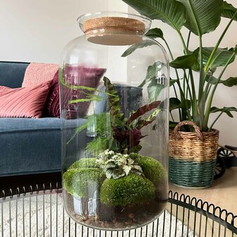 Terrarium Diy Kit - Botanical Sven Xl + Light - Bottle Garden - &uarr; 43 Cm