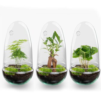 Terrarium Diy Kit - Bottle Garden - &uarr; 25 Cm Asparagus