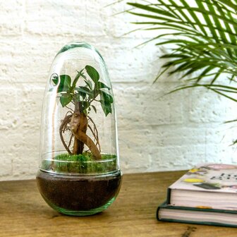 Terrarium Diy Kit - Bottle Garden - &uarr; 25 Cm Asparagus