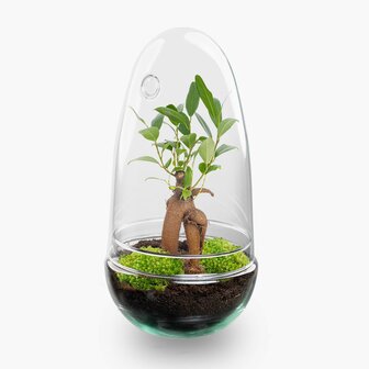 Terrarium Diy Kit - Bottle Garden - &uarr; 25 Cm Asparagus
