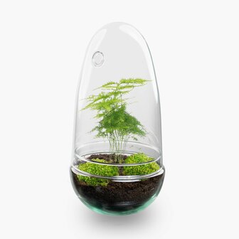 Terrarium Diy Kit - Bottle Garden - &uarr; 25 Cm Asparagus
