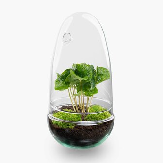 Terrarium Diy Kit - Bottle Garden - &uarr; 25 Cm Asparagus