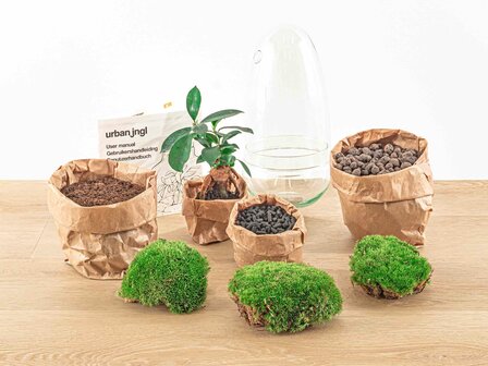Terrarium Diy Kit - Bottle Garden - &uarr; 25 Cm Asparagus