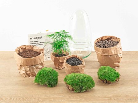 Terrarium Diy Kit - Bottle Garden - &uarr; 25 Cm Asparagus