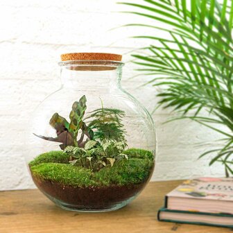 Terrarium Diy Kit - Bolder Bob - Bottle Garden - &uarr; 30 Cm Yes