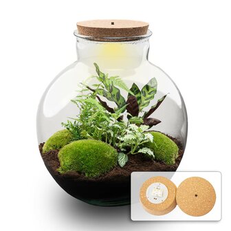 Terrarium Diy Kit - Bolder Bob - Bottle Garden - &uarr; 30 Cm No