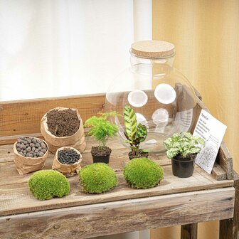 Terrarium Diy Kit - Bolder Bob - Bottle Garden - &uarr; 30 Cm No