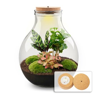 Terrarium Diy Kit - Big Paul Red Xl - Bottle Garden - &uarr; 40 Cm With cord lighting