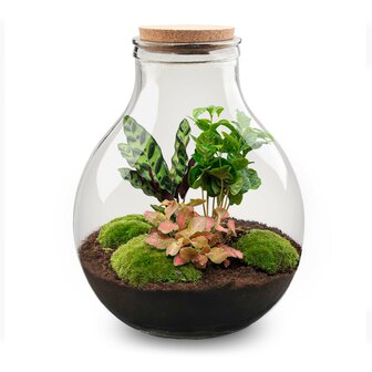 Terrarium Diy Kit - Big Paul Red Xl - Bottle Garden - &uarr; 40 Cm With cord lighting