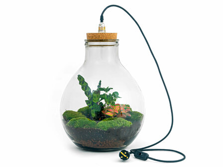 Terrarium Diy Kit - Big Paul Red Xl - Bottle Garden - &uarr; 40 Cm With led light in cork