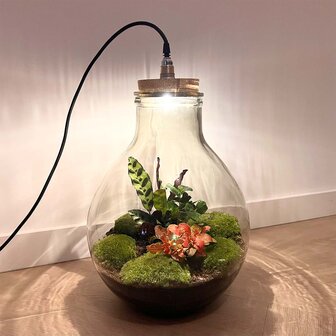 Terrarium Diy Kit - Big Paul Red Xl - Bottle Garden - &uarr; 40 Cm With led light in cork