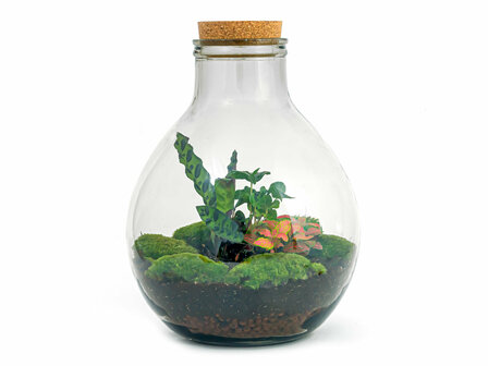Terrarium Diy Kit - Big Paul Red Xl - Bottle Garden - &uarr; 40 Cm With led light in cork