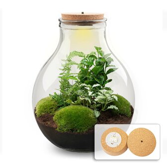 Terrarium Diy Kit - Big Paul Green Xl - Bottle Garden - &uarr; 40 Cm