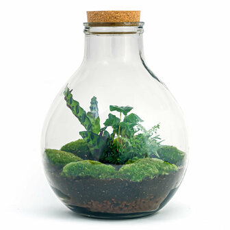 Terrarium Diy Kit - Big Paul Jungle - Bottle Garden - &uarr; 40 Cm With LED light