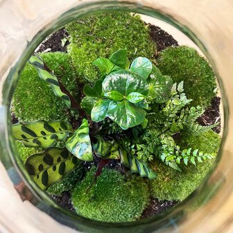 Terrarium Diy Kit - Big Paul Jungle - Bottle Garden - &uarr; 40 Cm With LED light