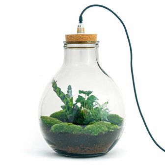 Terrarium Diy Kit - Big Paul Jungle - Bottle Garden - &uarr; 40 Cm With LED light
