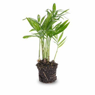 Parlour Palm - Chamaedorea Elegans &#039;Baby&#039; - Terrarium Plant
