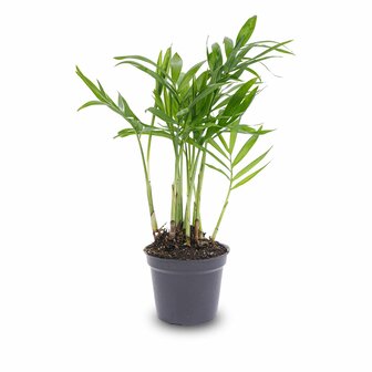 Parlour Palm - Chamaedorea Elegans &#039;Baby&#039; - Terrarium Plant