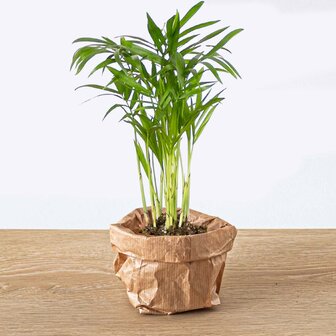 Parlour Palm - Chamaedorea Elegans &#039;Baby&#039; - Terrarium Plant