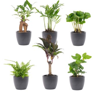 Mini Plant Set 6 - Includes 6X Pot Boule Anthracite