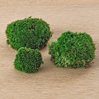 Live Cushion Moss - Premium Fresh Moss - Bun Moss - Pillow Moss - Leucobryum Glaucum 4 bags (12 pcs)