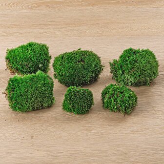 Live Cushion Moss - Premium Fresh Moss - Bun Moss - Pillow Moss - Leucobryum Glaucum 4 bags (12 pcs)