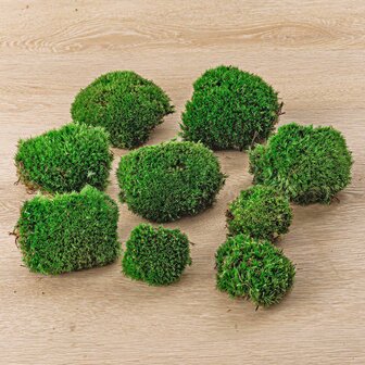 Live Cushion Moss - Premium Fresh Moss - Bun Moss - Pillow Moss - Leucobryum Glaucum 4 bags (12 pcs)