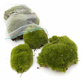 Live Cushion Moss - Premium Fresh Moss - Bun Moss - Pillow Moss - Leucobryum Glaucum 4 bags (12 pcs)