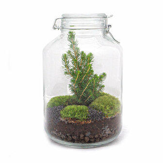 Jar Terrarium Kit - Christmas Tree - Bottle Garden -&uarr; 28 Cm