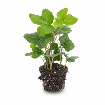 Hedera Helix - &Oslash; 6 Cm - Houseplant &amp; Terrarium Plant