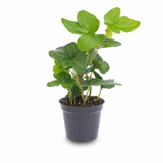 Hedera Helix - &Oslash; 6 Cm - Houseplant &amp; Terrarium Plant