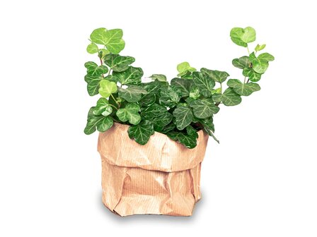 Hedera Helix - &Oslash; 6 Cm - Houseplant &amp; Terrarium Plant