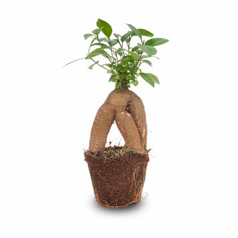 Ficus Microcarpa Ginseng Bonsai - &uarr;20 Cm