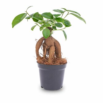 Ficus Microcarpa Ginseng Bonsai - &uarr;20 Cm