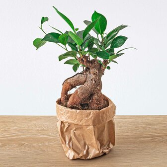 Ficus Microcarpa Ginseng Bonsai - &uarr;20 Cm