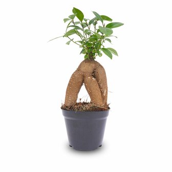 Ficus Microcarpa Ginseng Bonsai - &uarr;20 Cm