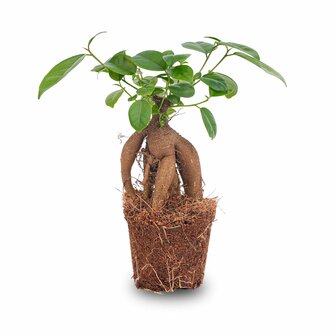 Ficus Microcarpa Ginseng Bonsai - &uarr;20 Cm