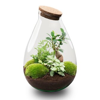 Terrarium Diy Kit - Drop Xl Bonsai &#039;Green&#039; - Bottle Garden - &uarr; 37 Cm