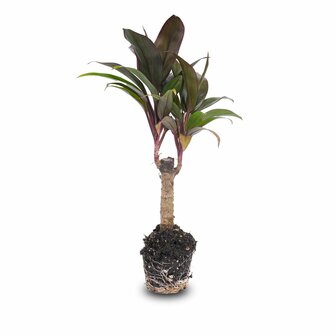 Mini-Palm - Cordyline Fruticosa &#039;Purple Compacta&#039; - Terrarium Plant