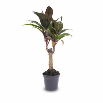 Mini-Palm - Cordyline Fruticosa &#039;Purple Compacta&#039; - Terrarium Plant