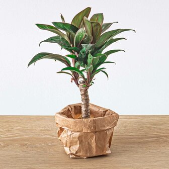 Mini-Palm - Cordyline Fruticosa &#039;Purple Compacta&#039; - Terrarium Plant