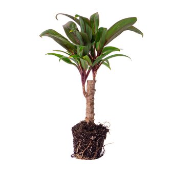 Mini-Palm - Cordyline Fruticosa &#039;Purple Compacta&#039; - Terrarium Plant