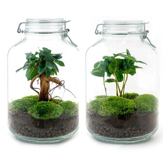 Jar Terrarium Kit - Bottle Garden - &uarr; 28 Cm Coffea Arabica
