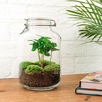 Jar Terrarium Kit - Bottle Garden - &uarr; 28 Cm Coffea Arabica