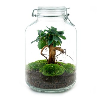 Jar Terrarium Kit - Bottle Garden - &uarr; 28 Cm Coffea Arabica