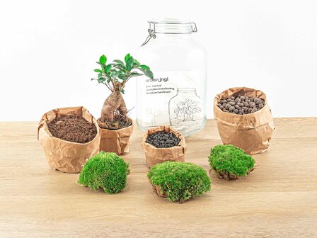 Jar Terrarium Kit - Bottle Garden - &uarr; 28 Cm Coffea Arabica